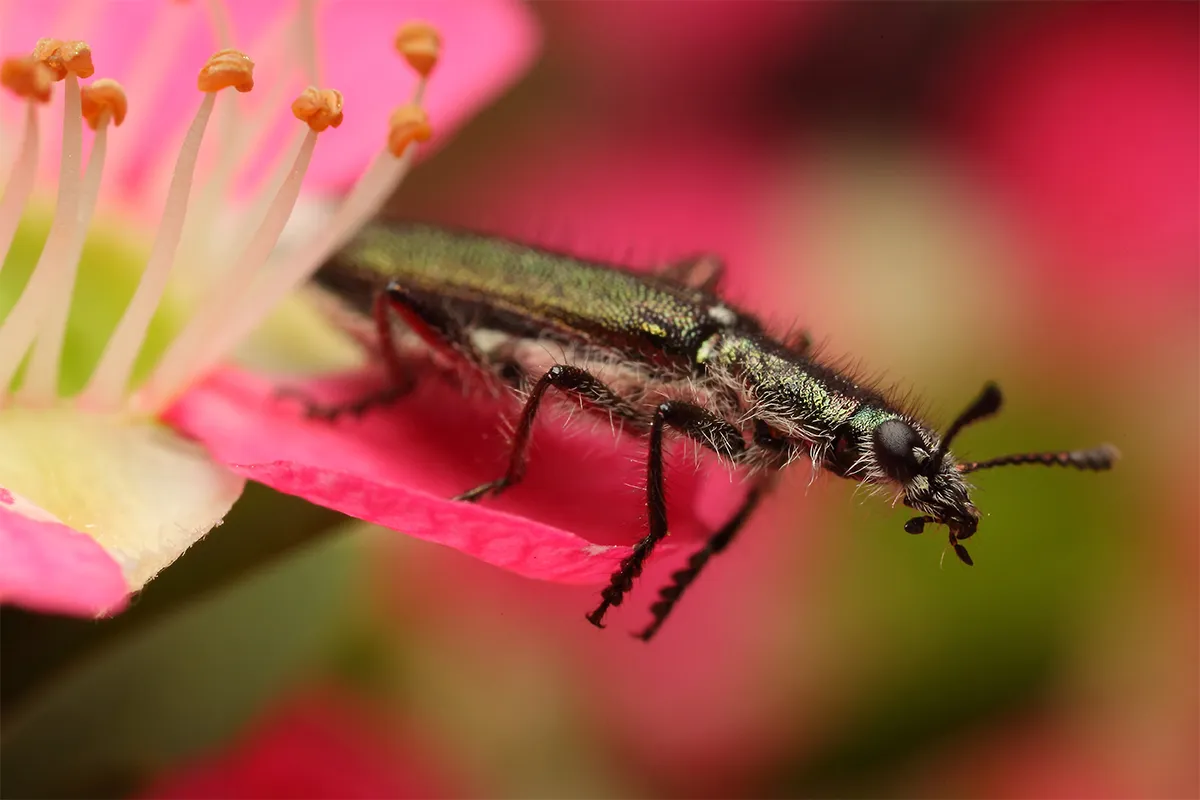 花上甲虫