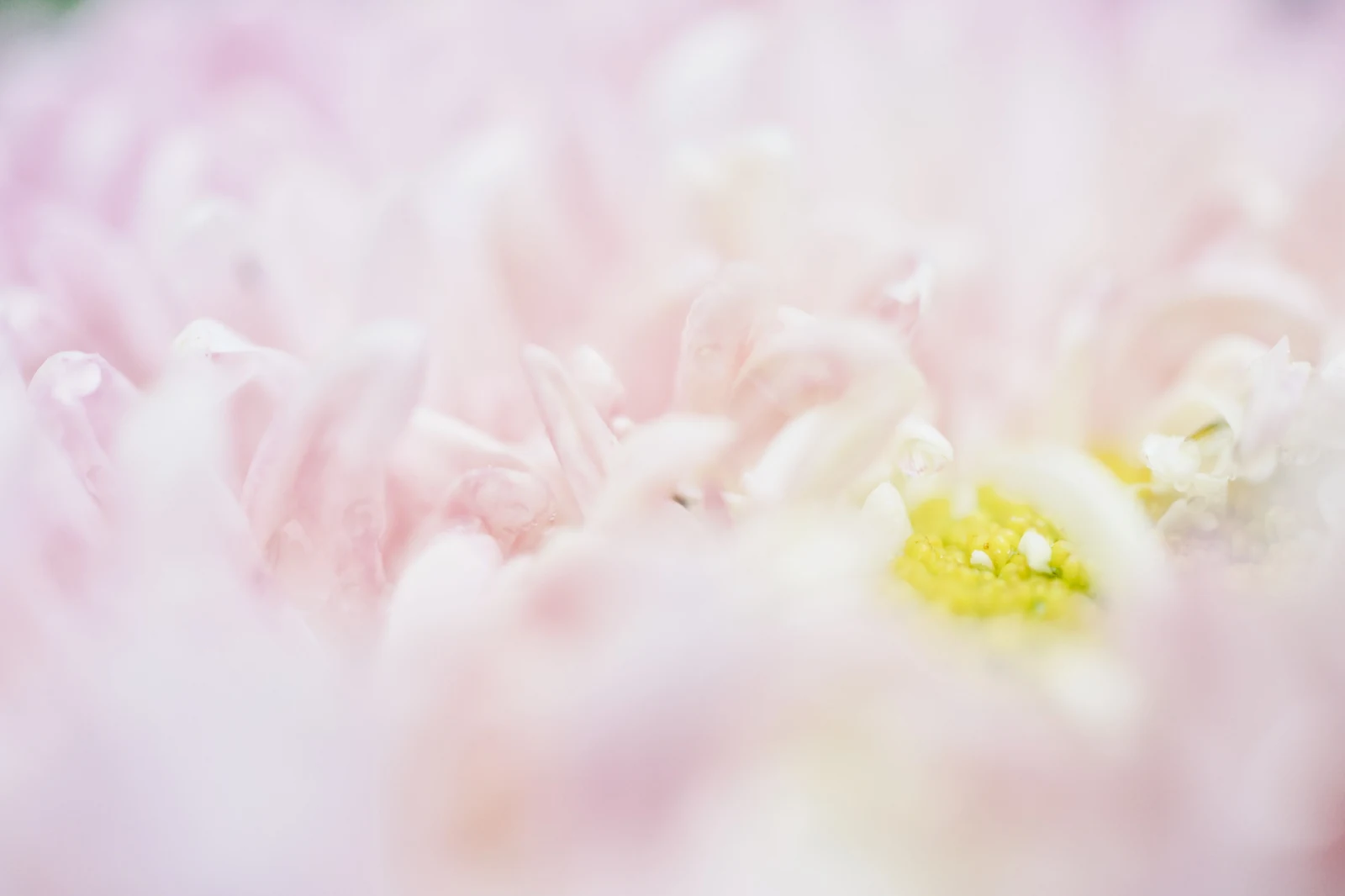 淡粉菊蕊