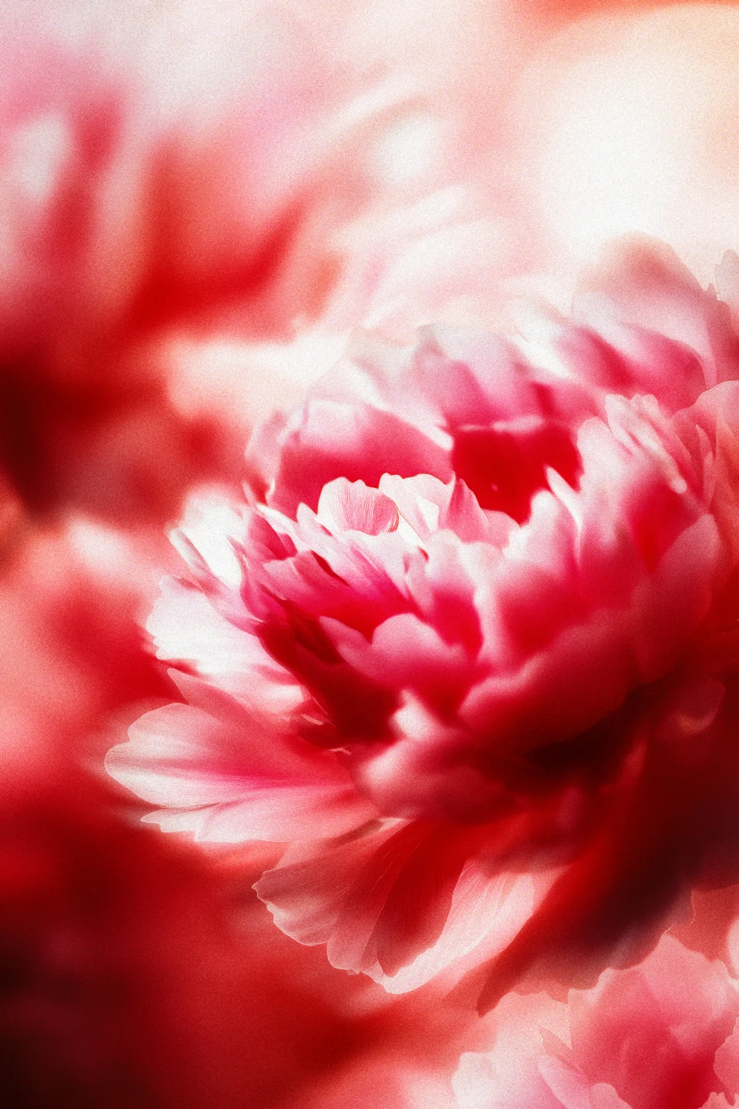 红粉芍药