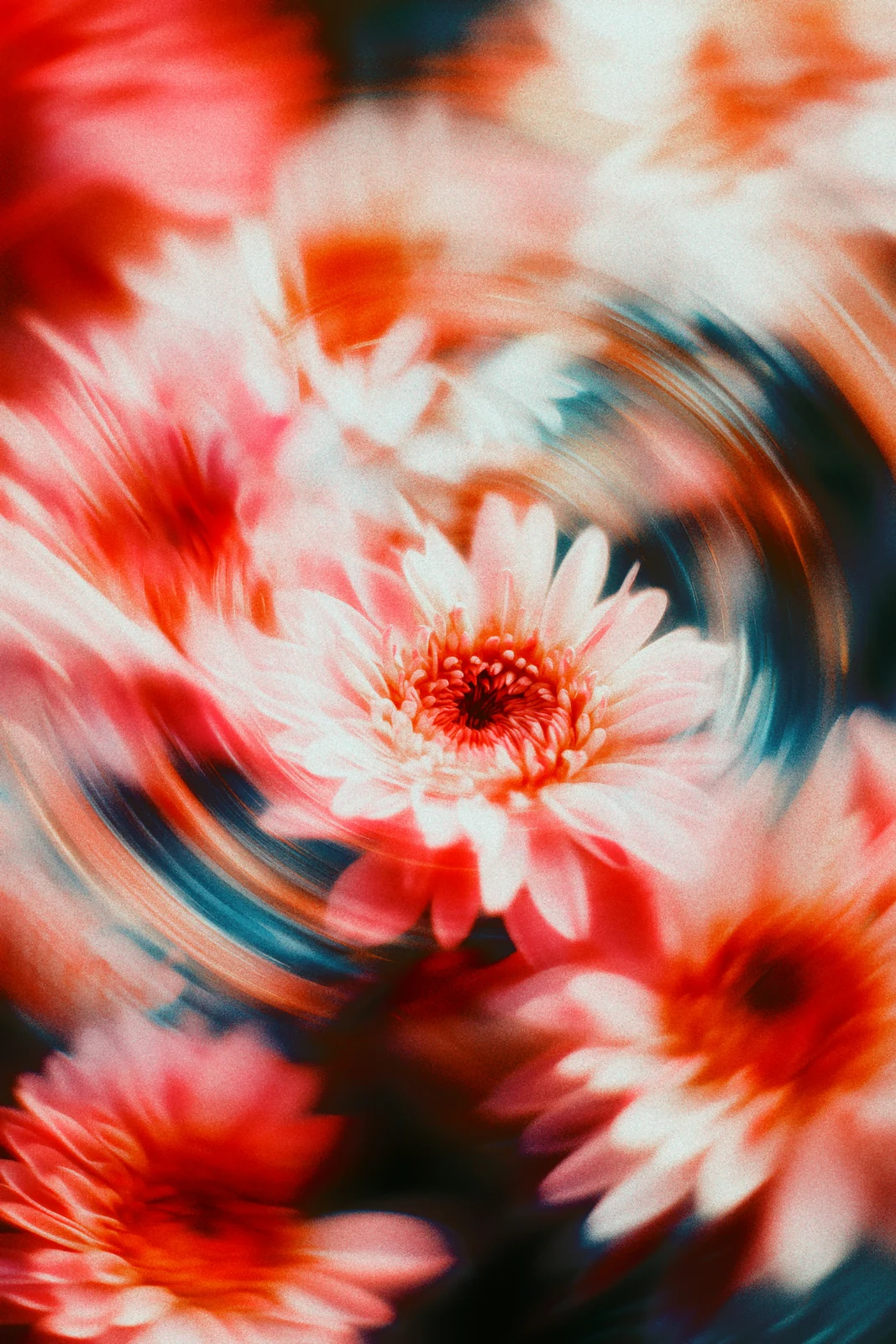 粉菊旋舞