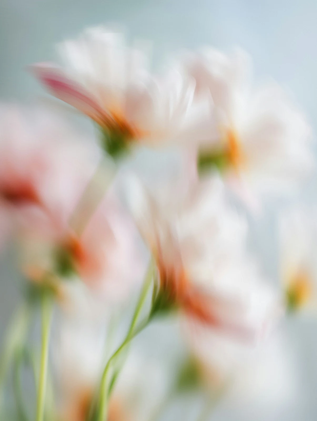 摇曳野花